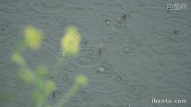 雨水落在池塘里4K实拍